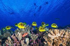 Imagen de apoyo de  Se realiza un plan de emergencia para salvar los arrecifes de coral de la extincion