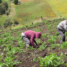 Imagen de apoyo de  Fue aprobado en primer debate proyecto de reforma constitucional para crear la Jurisdiccion Agraria y Rural