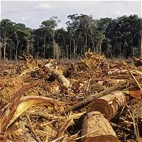 Imagen de apoyo de Pacto nacional por los bosques anuncia Minambiente desde el Guaviare