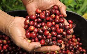 Imagen de apoyo de  Fondo Adaptacion capacita a 100 caficultores de Magdalena para convertir sus fincas en empresas rentables
