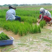 Imagen de apoyo de  Colombia y Japon desarrollan mejoramiento genetico de dos variedades de arroz para el Tolima