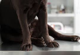 Imagen de apoyo de  Fue solicitada una explicacion al Instituto de Proteccion Animal sobre el caso de Cosmo el perro que recibio eutanasia sin la autorizacion de su dueo