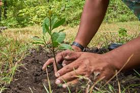 Imagen de apoyo de  Las especies nativas son fundamentales para procesos de recuperacion ambiental