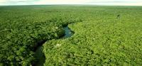Imagen de apoyo de Reglamentacion de la tasa compensatoria para el aprovechamiento forestal maderable en bosques naturales ubicados en terrenos de dominio publico y privado