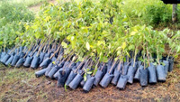 Imagen de apoyo de  Aprobado en segundo debate proyecto que fomenta la reforestacion no comercial
