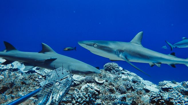 Imagen de apoyo de Prohibida la pesca artesanal e industrial de tiburon en Colombia