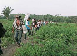 Imagen de apoyo de  El Tribunal condeno a responsables de desplazamiento forzado en la Finca Las Pavas en Bolivar