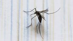 Imagen de apoyo de  La Estrategia Nacional contra el Dengue reduce en 85 los casos en lo que va de 2025