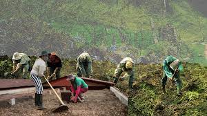 Imagen de apoyo de  Se esta a un paso de crear la Jurisdiccion Agraria y Rural y cumplir deuda historica con campesinas y campesinos del pais