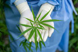 Imagen de apoyo de Pasa a ultimo debate la reforma constitucional que regulariza el cannabis de uso adulto