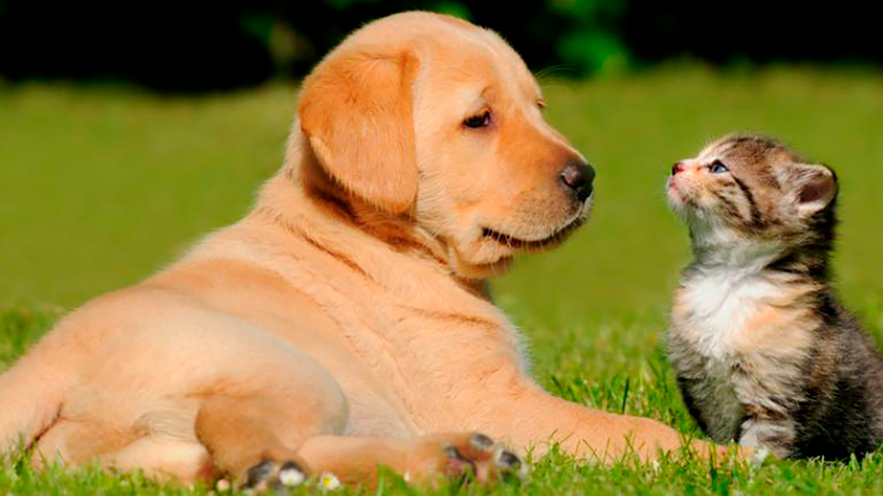 Imagen de apoyo de  Expedido protocolo para proteccion de mascotas y animales de compaia en situaciones de emergencia