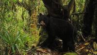 Imagen de apoyo de  Acueducto de Bogota identifico a mas de 50 osos andinos en el Macizo Chingaza