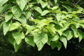 Imagen de apoyo de  Consejo de Estado mantiene suspension para comercializar la especie arborea paulownia tomentosa