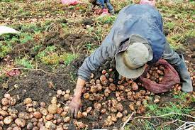 Imagen de apoyo de  Se realiza el respectivo seguimiento a la aplicacion del decreto que otorga beneficios a pequeos y medianos productores del campo