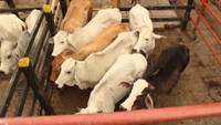 Imagen de apoyo de  Procuraduria pidio acciones para erradicar clandestinidad e ilegalidad del beneficio animal