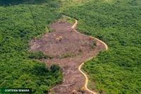 Imagen de apoyo de  Segun Informe Ambiental de la Contraloria Mas de un millon de hectareas deforestadas se registraron en el periodo 20102017