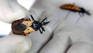 Imagen de apoyo de  Menos del 10 de los infectados con Chagas es diagnosticado en forma oportuna y recibe tratamiento