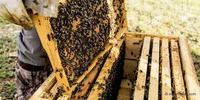 Imagen de apoyo de  En Colombia se ha perdido el 34 de las colmenas de abejas senadora Maritza Martinez
