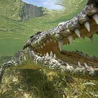 Imagen de apoyo de  Gobierno autoriza la venta de piel de caiman aguja