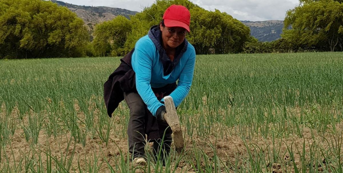 Imagen de apoyo de  12 de 15 billones se entregaran a medianos y pequeos productores del campo colombiano