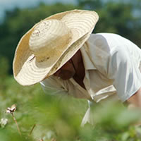 Imagen de apoyo de  Piso minimo de proteccion social para los trabajadores del campo una buena oportunidad ministra Alicia Arango
