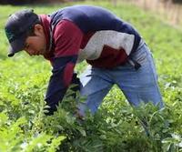Imagen de apoyo de  Se modifica lo relacionado a la Linea Especial de Credito  Agricultura por Contrato