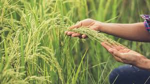 Imagen de apoyo de  Se inician indagaciones por presuntas irregularidades en proyecto Ruta del Arroz del Fondo de Adaptacion