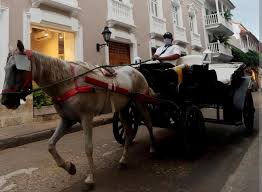 Imagen de apoyo de  Fueron revisados los avances en el cumplimiento de la sentencia que protege a los caballos cocheros en Cartagena