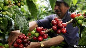 Imagen de apoyo de  Son formulados cargos contra el exsecretario de agricultura de Casanare por posibles irregularidades en contrato de desarrollo agropecuario