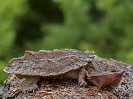 Imagen de apoyo de  Distrito retorna a su habitat a mas de 1960 animales silvestres