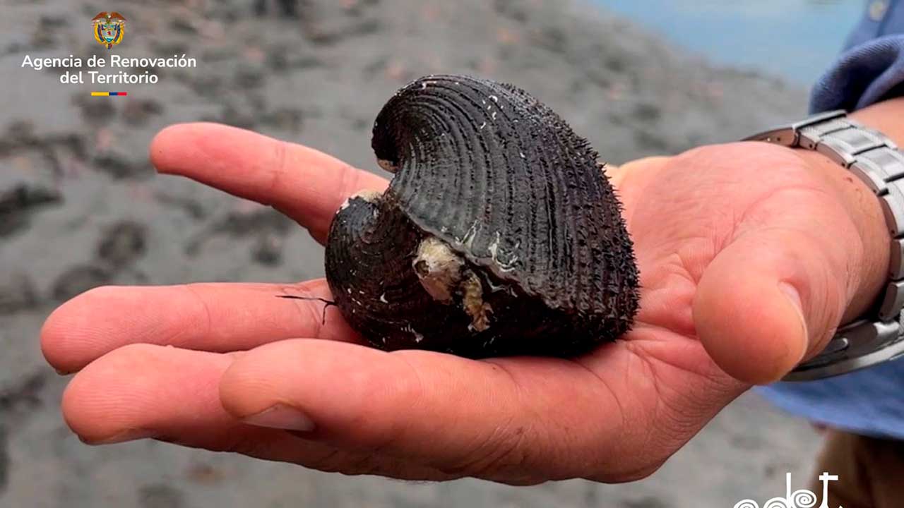 Imagen de apoyo de  Con inversion de 23207 millones se fortalecen la pesca artesanal y de la piangua en Tumaco