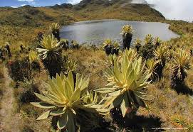 Imagen de apoyo de  Fue abierta una indagacion a los funcionarios del Ministerio de Ambiente por incumplimiento a orden para delimitar el paramo de Santurban