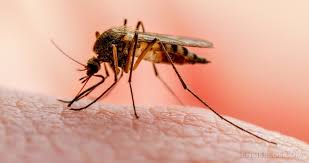 Imagen de apoyo de La lucha contra la malaria esta estancada en 2019 hubo 229 millones de casos y 409000 muertos