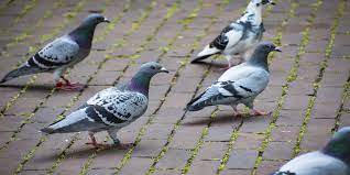 Imagen de apoyo de  Plan de interaccion responsable con las palomas en los parques de la ciudad de Medellin