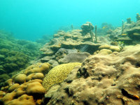 Imagen de apoyo de Procuraduria advierte grave dao ambiental por proyecto de ampliacion del canal de acceso a la Bahia de Cartagena