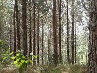 Imagen de apoyo de  Se fija la Tarifa Minima de la Tasa Compensatoria por Aprovechamiento Forestal Maderable en bosques naturales