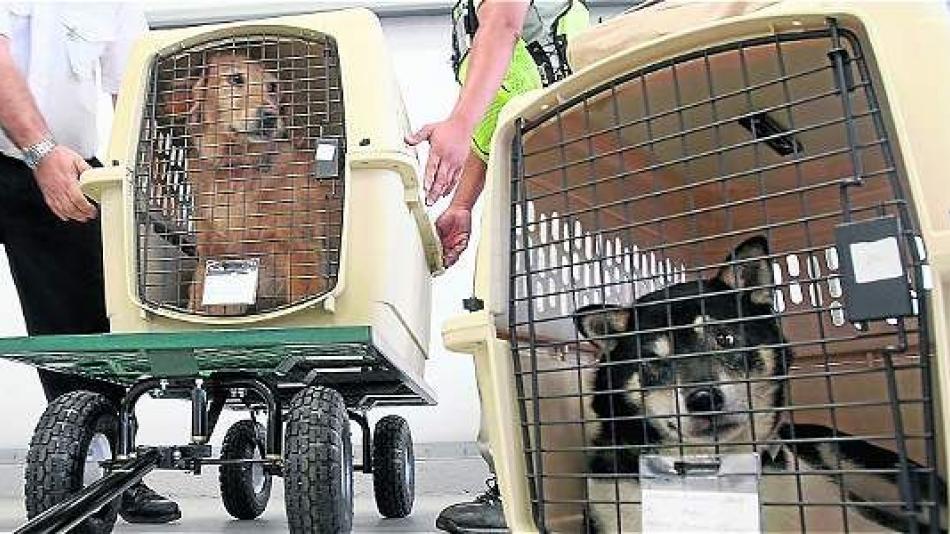 Imagen de apoyo de  Supertransporte sanciona a Easyfly Aerocafeteros Velotax y a una persona natural por infringir las normas de transporte de mascotas