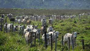 Imagen de apoyo de  Se les solicito a las entidades del orden nacional sobre el cumplimiento de sus deberes para el control de ganaderia en areas protegidas