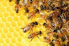 Imagen de apoyo de  Se le pone la a la muerte masiva de abejas por envenenamiento en Quindio