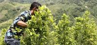 Imagen de apoyo de Caldas primer departamento de Colombia libre de cultivos Ilicitos