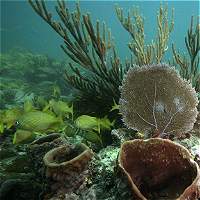 Imagen de apoyo de Estamos hirviendo vivos los arrecifes de coral