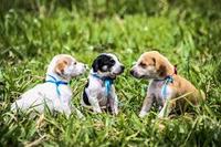 Imagen de apoyo de  Incluyen politica animalista en Plan Nacional de Desarrollo