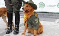 Imagen de apoyo de  Fuerza publica colombiana entrenara caninos costarricenses de apoyo en emergencias y lucha antidrogas