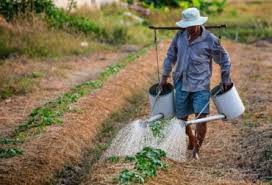 Imagen de apoyo de  Recomendaciones para proteger la salud de productores del campo