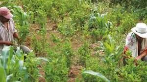 Imagen de apoyo de  Se le solicita a la Direccion de Sustitucion de Cultivos de Uso Ilicito concertar alternativas para la supervivencia de las comunidades sembradoras de coca en Riosucio