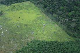 Imagen de apoyo de  Se formula alerta para mitigar la deforestacion en Caqueta Guaviare y Meta