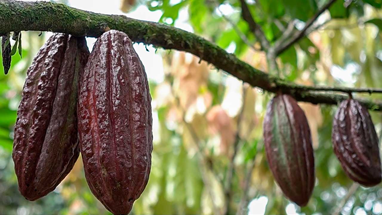 Imagen de apoyo de  Con nueva metodologia Colombia diversificara la oferta agropecuaria hacia nuevos mercados internacionales