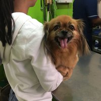 Imagen de apoyo de  Conviertase en voluntario de Instituto de Proteccion y Bienestar Animal