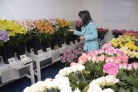 Imagen de apoyo de  El 74  de las flores en San Valentin seran colombianas MinComercio