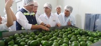 Imagen de apoyo de  Productores de aguacate Hass colombiano podran exportar a Japon
